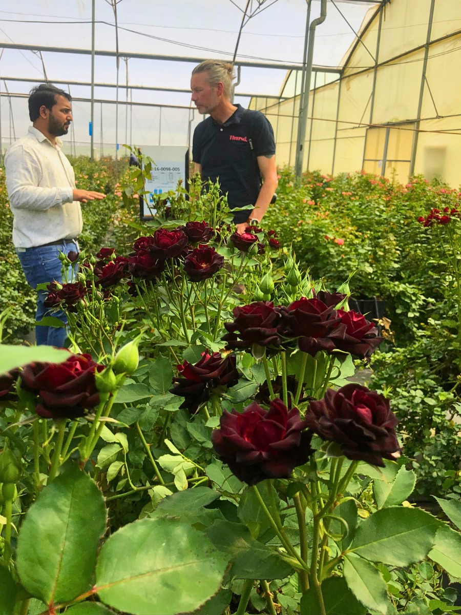 IFTEX 2026 Is Coming Up, and Thursd Still Celebrates Kenyan Flowers