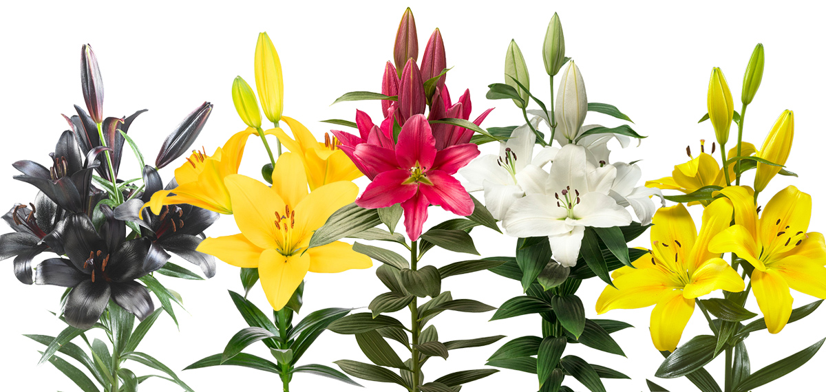 Dutch Lily Days 2026 preview five novelties