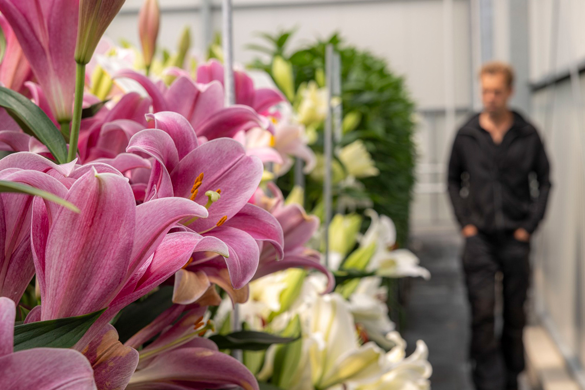 Visitor of Gebr Bot Dutch Lily Days 2025
