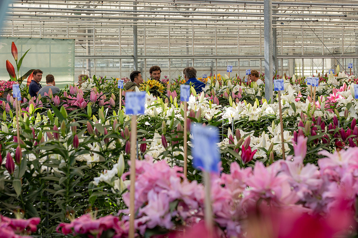 Group visiting Vletter Dutch Lily Days 2024