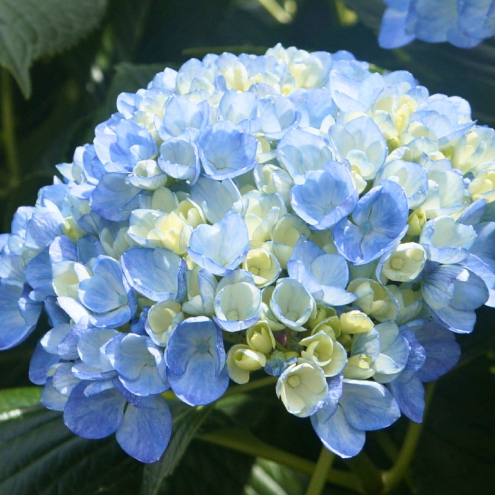 Thank you flowers