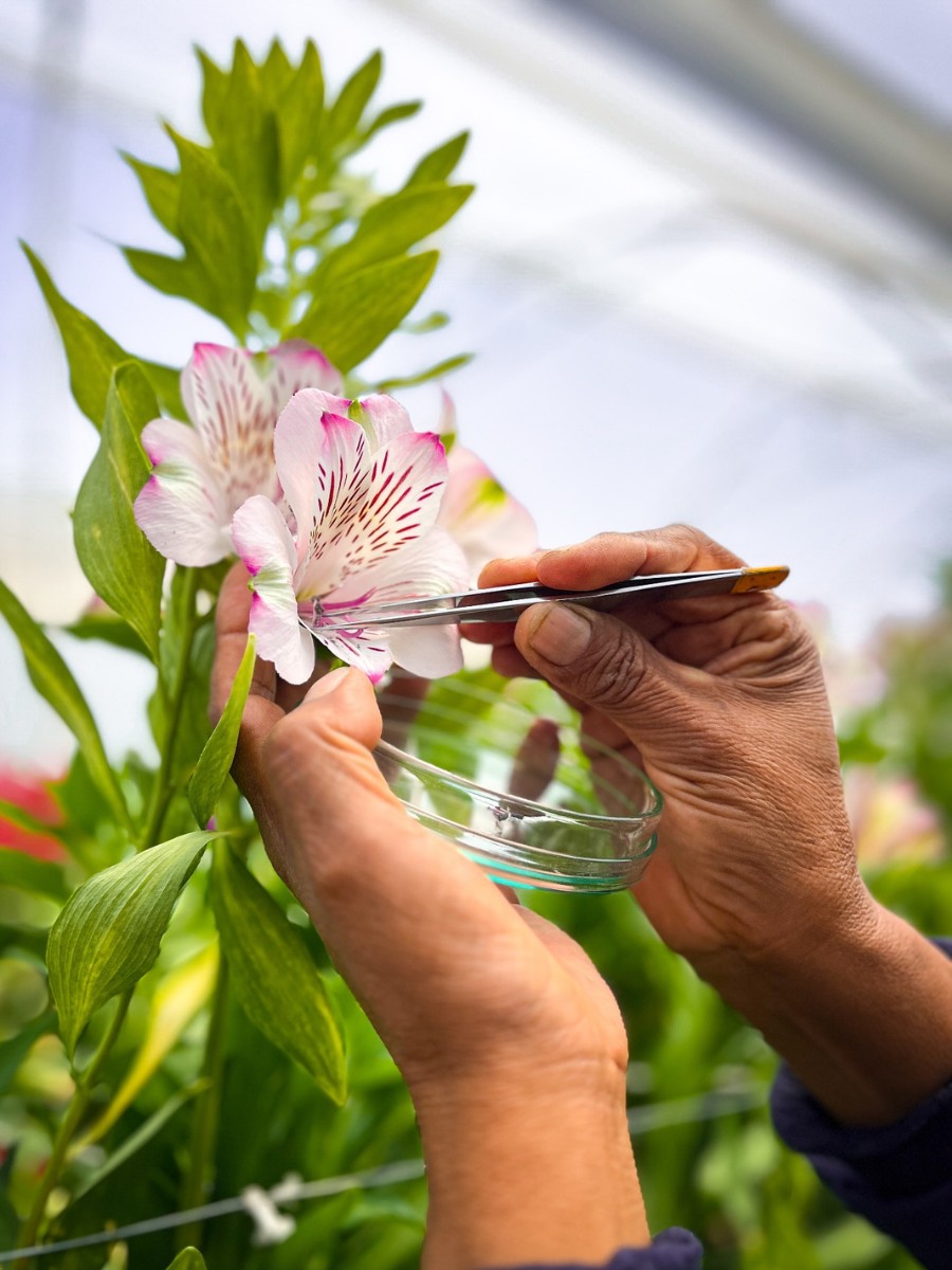 This Is How the Breeding of Alstroemeria Works