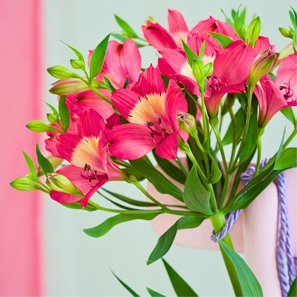 This Is How the Breeding of Alstroemeria Works