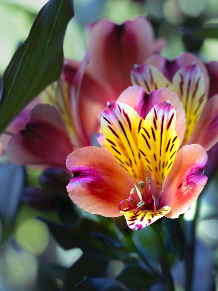 How Does the Breeding of Alstroemeria Work? 
