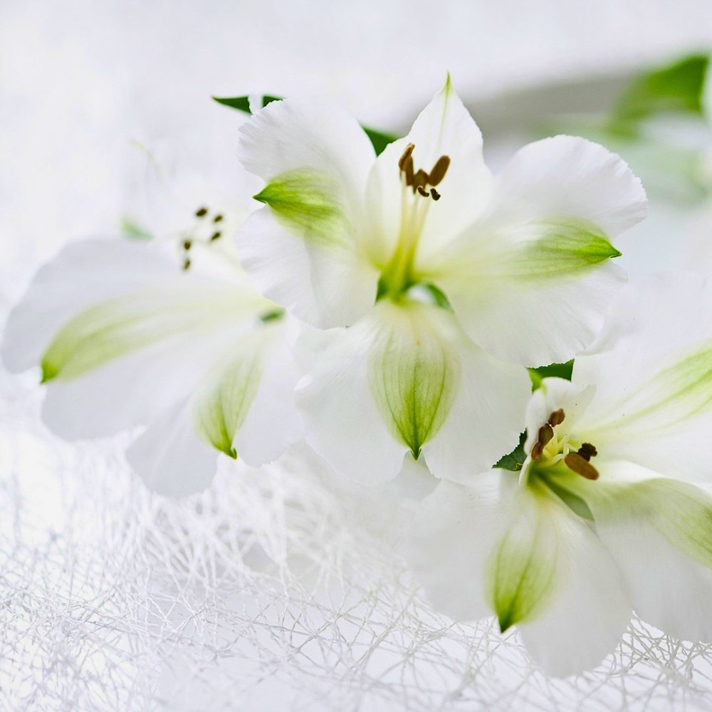 This Is How the Breeding of Alstroemeria Works