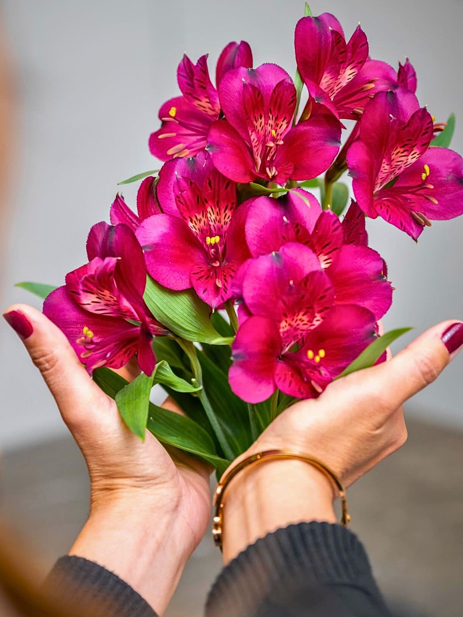 How Does the Breeding of Alstroemeria Work? Here&rsquo;s the Process