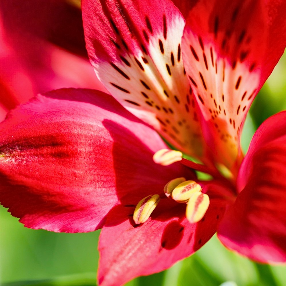 This Is How the Breeding of Alstroemeria Works