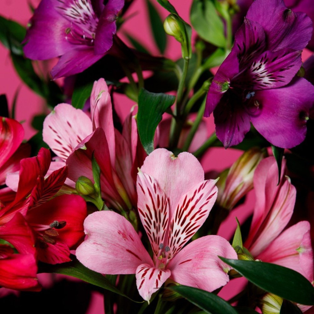 How Does the Breeding of Alstroemeria Work? Here&rsquo;s the Process