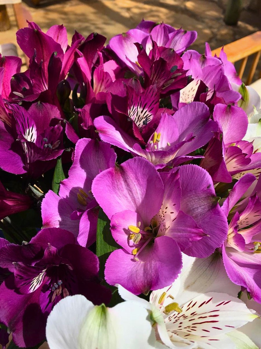 How Does the Breeding of Alstroemeria Work?