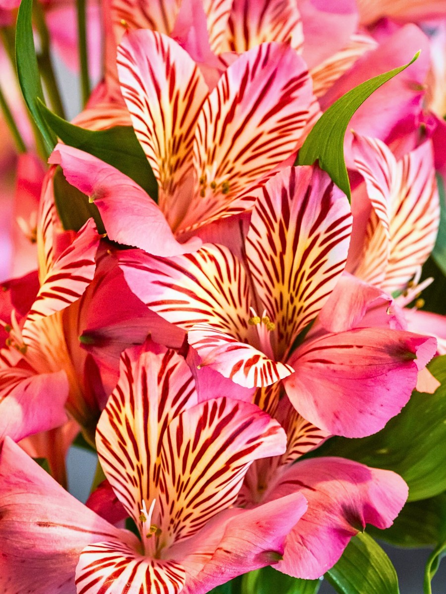 This Is How the Breeding of Alstroemeria Works