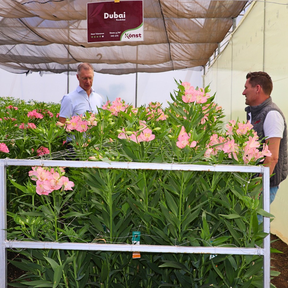 How Does the Breeding of Alstroemeria Work? Here&rsquo;s the Process