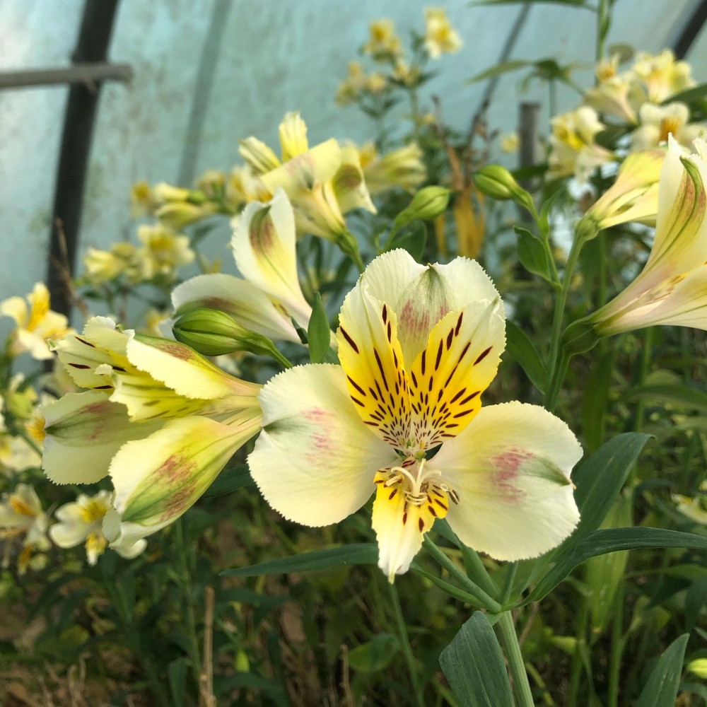 This Is How the Breeding of Alstroemeria Works