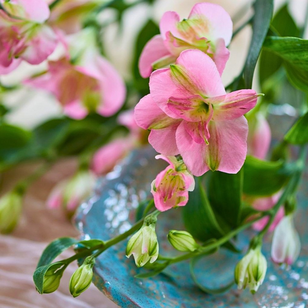 This Is How the Breeding of Alstroemeria Works