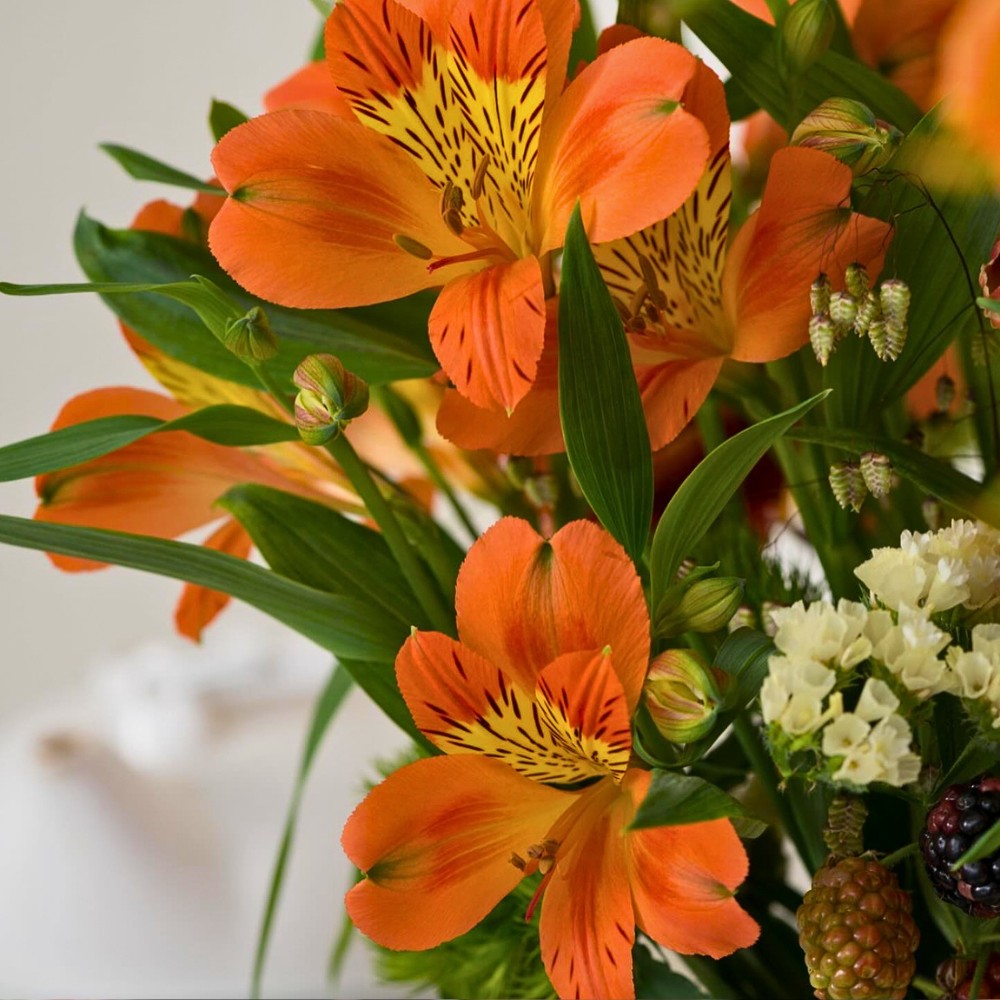 How Does the Breeding of Alstroemeria Work? Here&rsquo;s the Process