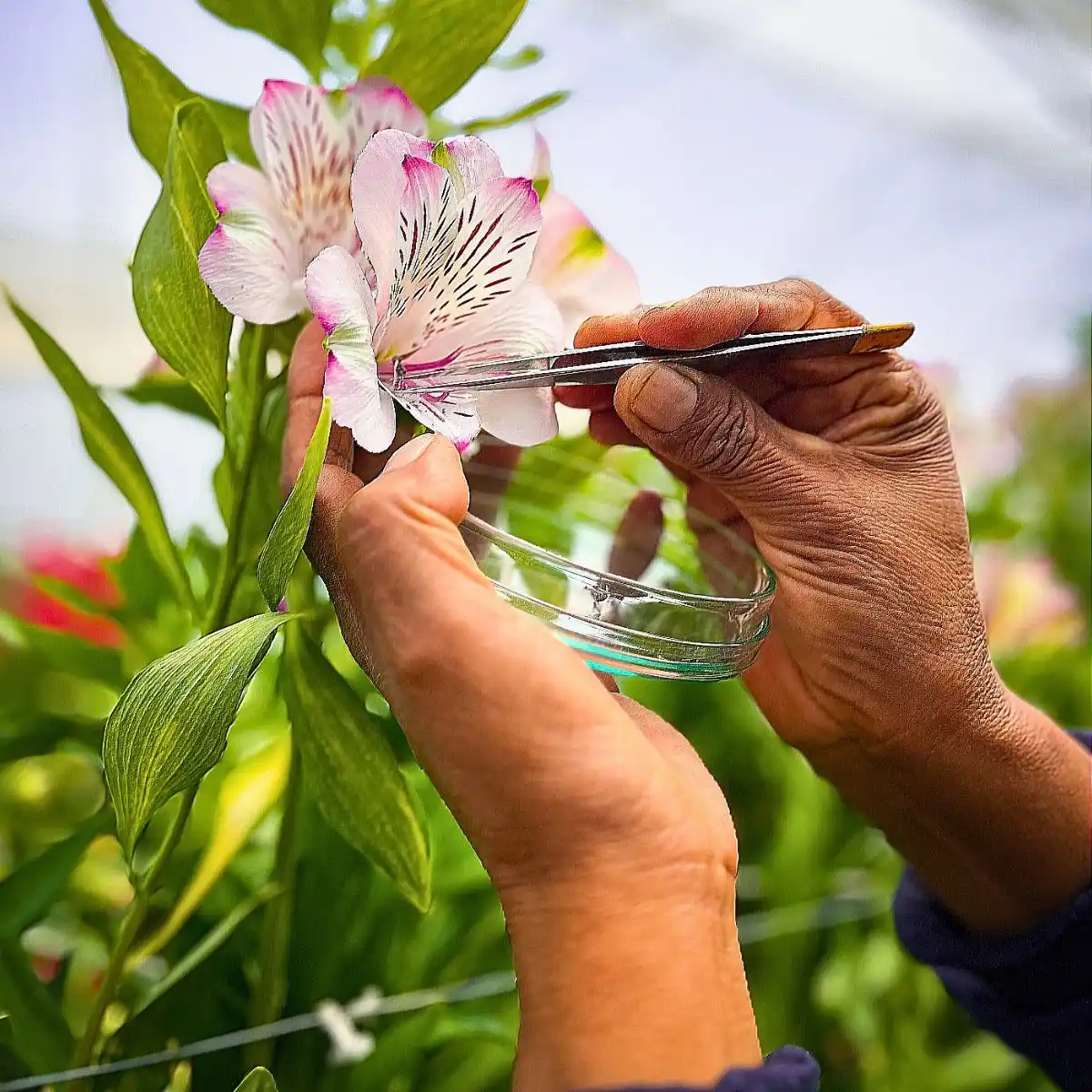 How Does the Breeding of Alstroemeria Work? Here’s the Process
