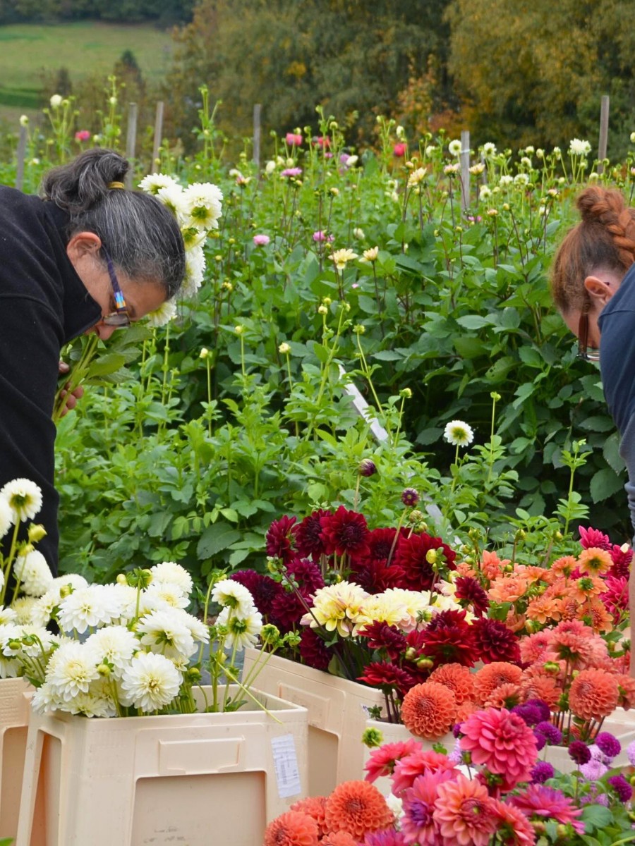Collectif de la Fleur Fran&ccedil;aise (Cff) Is a French Non-Profit Association Dedicated to the Promotion and Consumption of Locally Grown, Seasonal Cut Flowers in France.