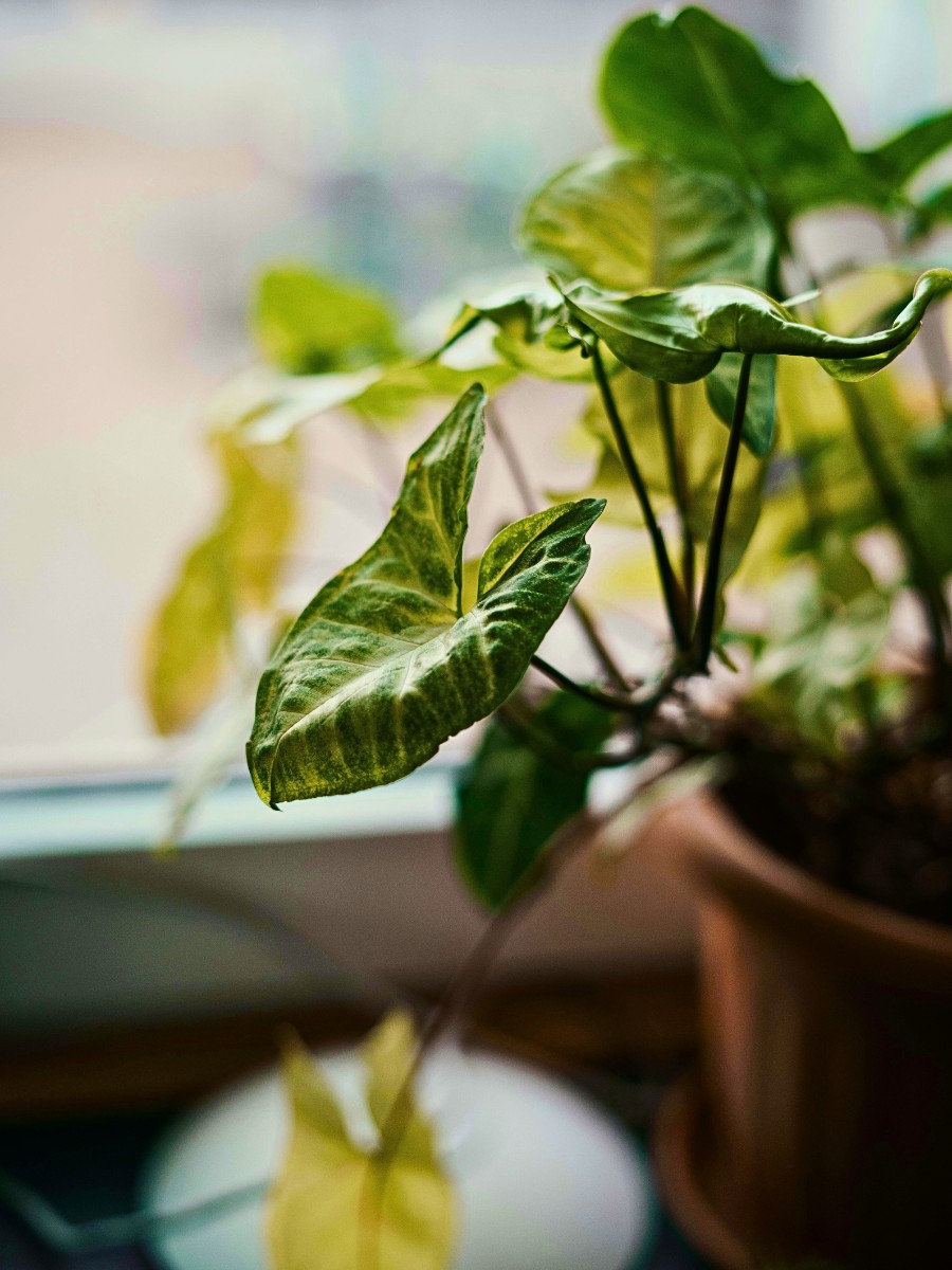 How to Revive a Dead Plant Using 8 Simple Tips - Approved by Gardening Experts