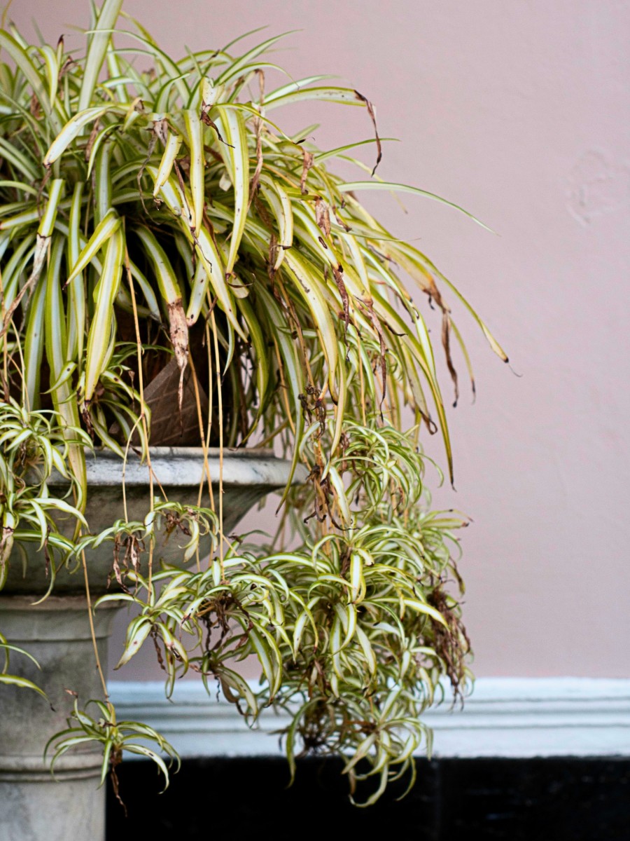 How to Revive a Dead Plant Using 8 Simple Tips - Thursd Article