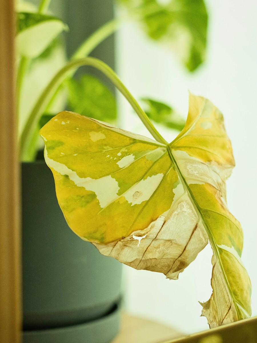 How to Revive a Dead Plant Using 8 Simple Tips - Thursd Article