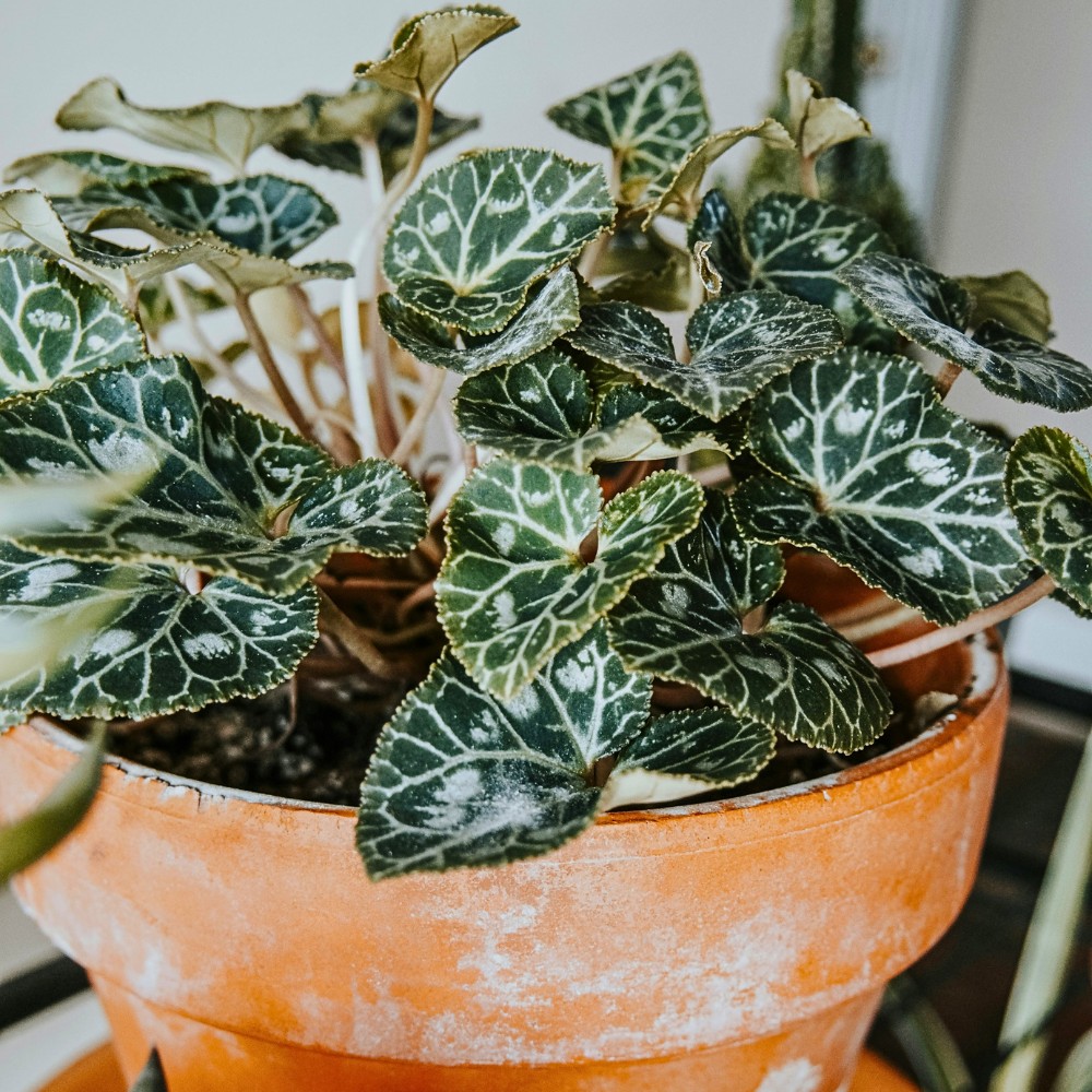 How to Revive a Dead Plant Using 8 Simple Tips - Thursd Article