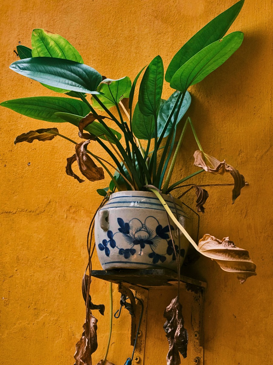 How to Revive a Dead Plant Using 8 Simple Tips