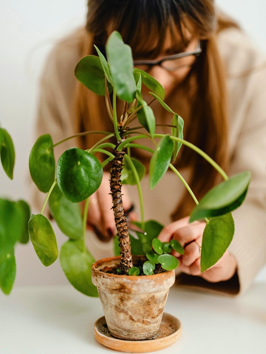 Follow these eight hacks for reviving a dead plant.