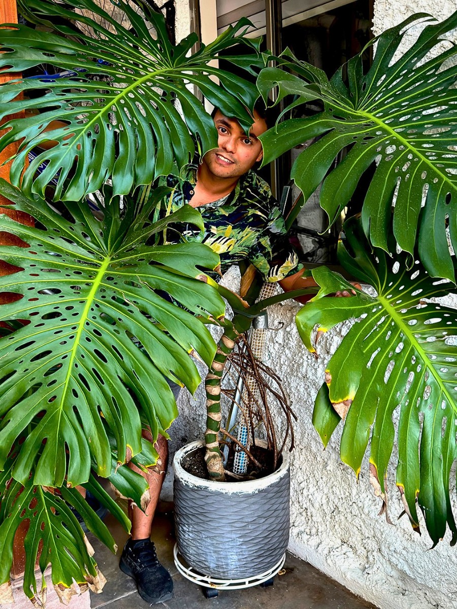 How to Revive a Dead Plant