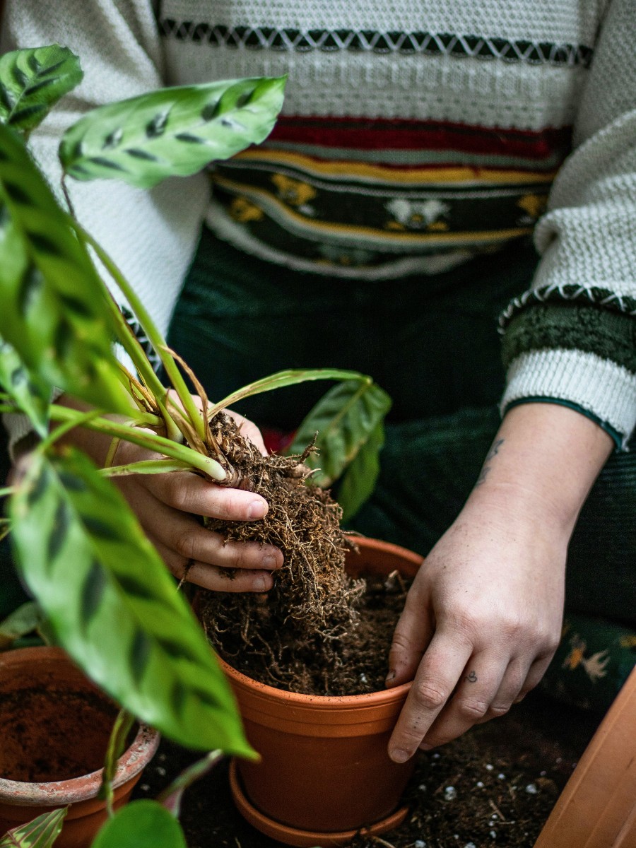 How to Revive a Dead Plant Using 8 Simple Tips