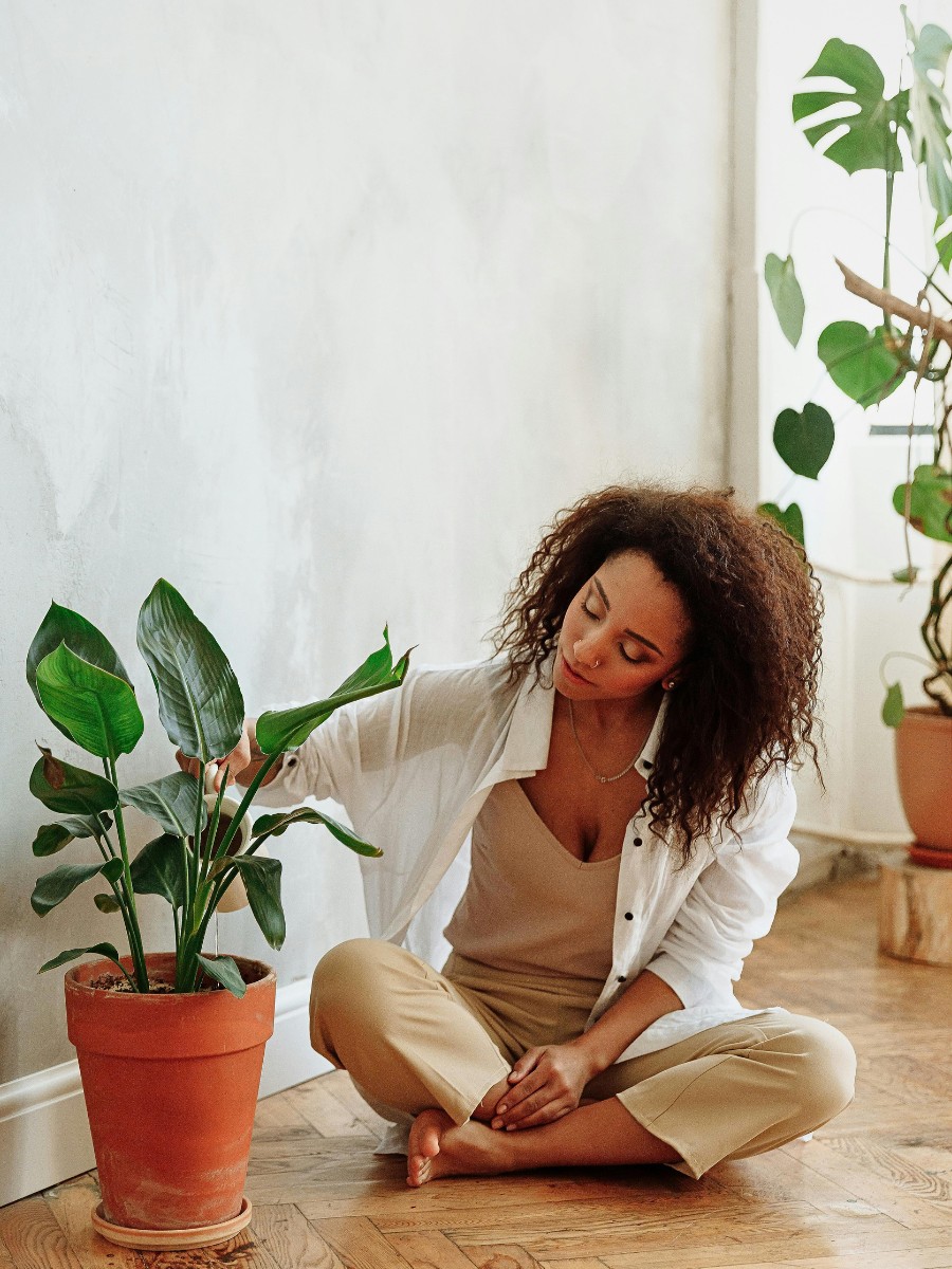How to Revive a Dead Plant Using 8 Simple Tips - Thursd Article 