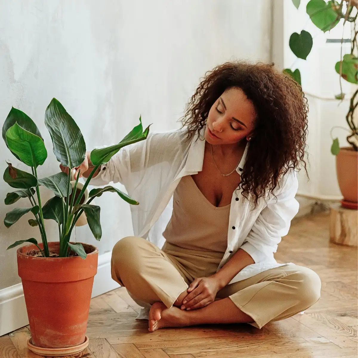 How to Revive a Dead Plant Using 8 Simple Tips - Approved by Gardening Experts - Thursd Article