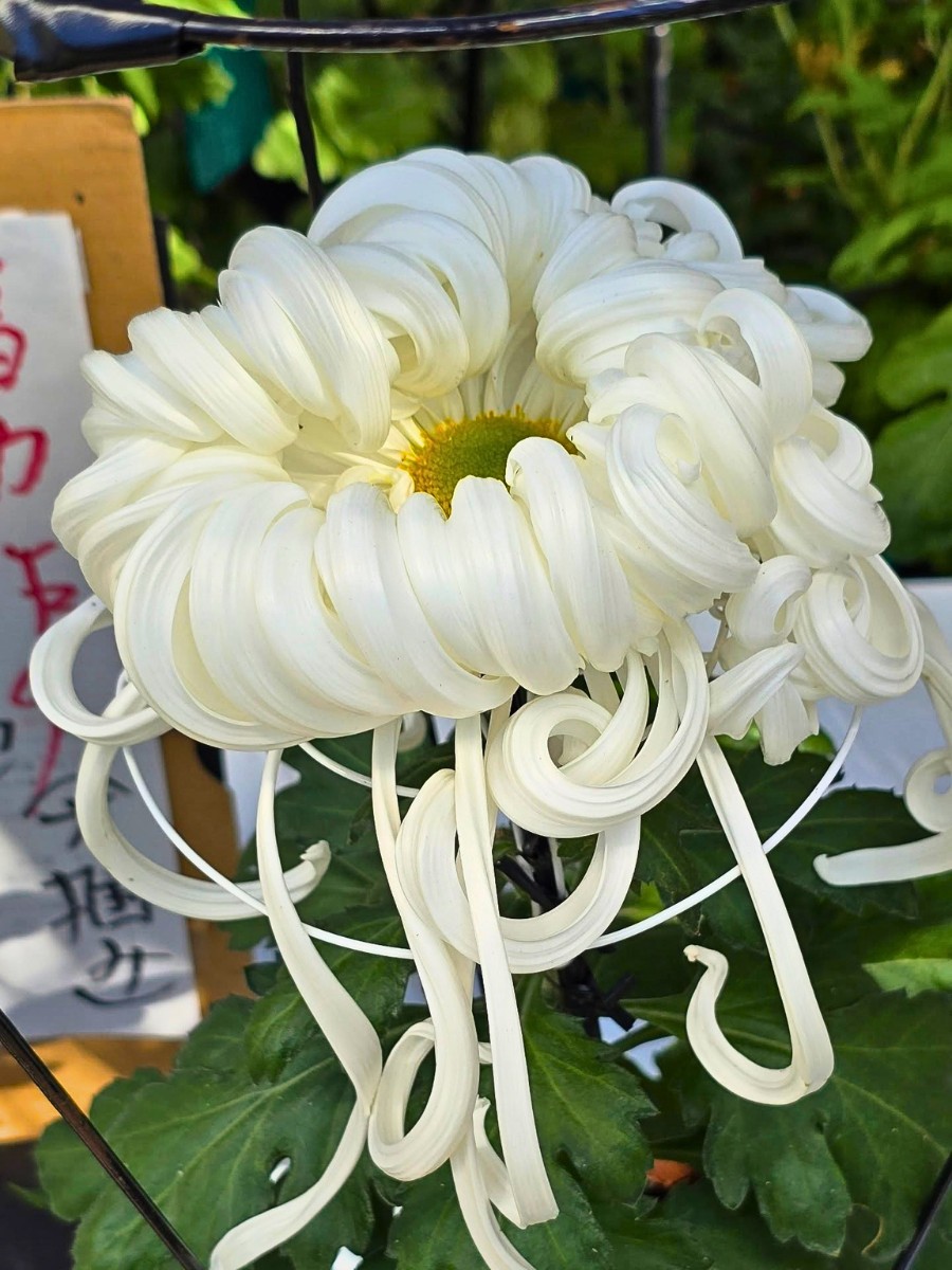 Why Are Flowers Important in Japanese Culture?
