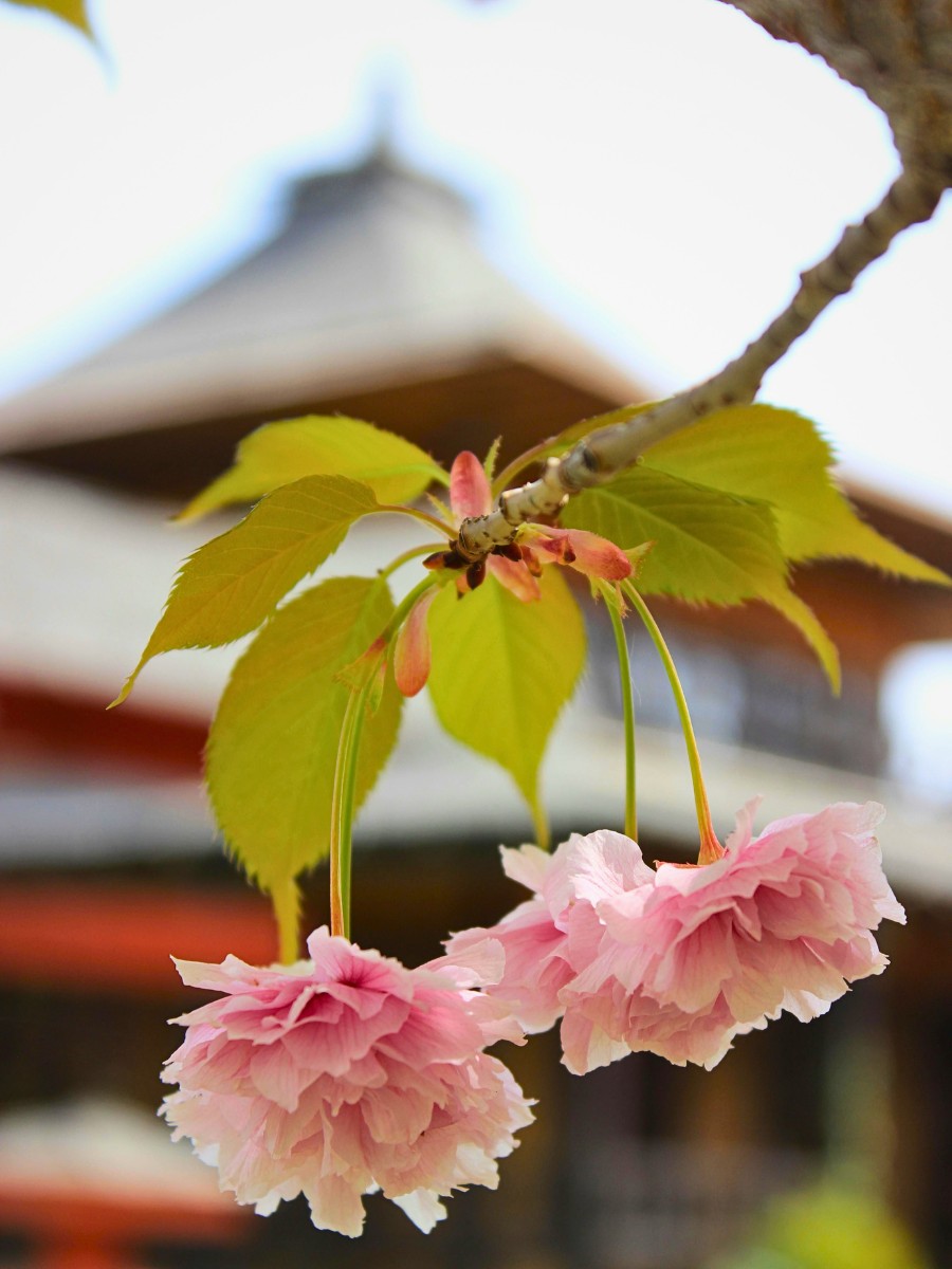 Why Are Flowers Important in Japanese Culture?
