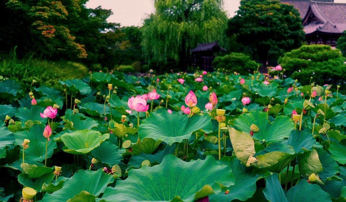 Here&rsquo;s Why Flowers Are Important in Japanese Culture