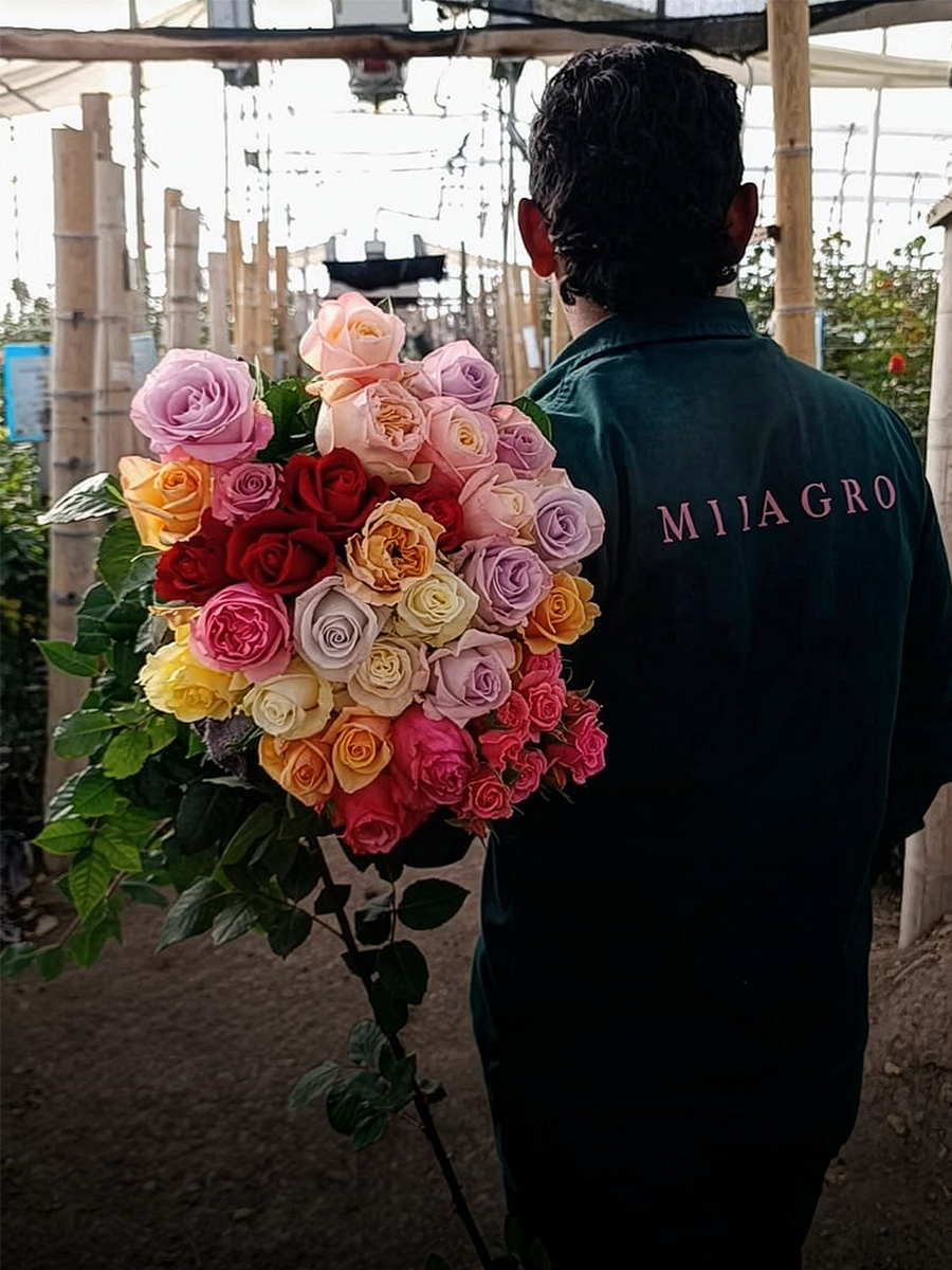 Milagro Flowers worker with bunch of mixed roses