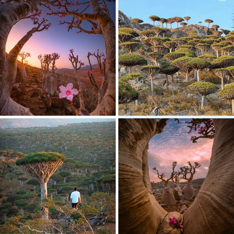 Socotra Island Yemen