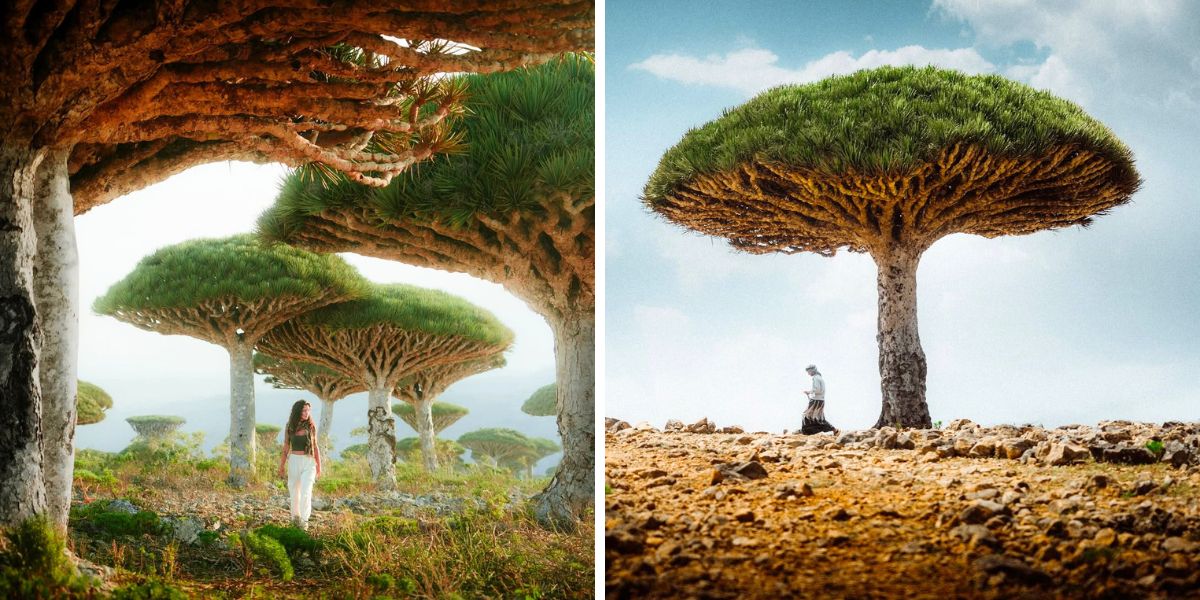 Dragon Blood trees in Socotra