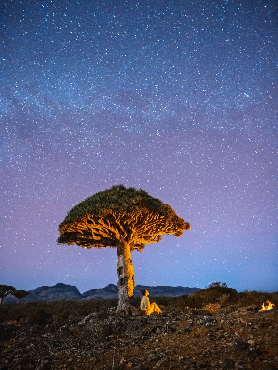 Stars and Dragon Blood tree