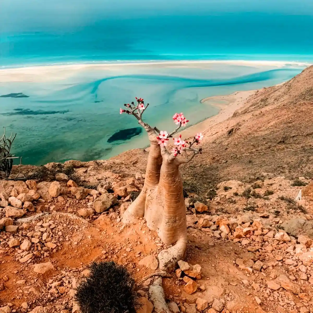 Socotra Island