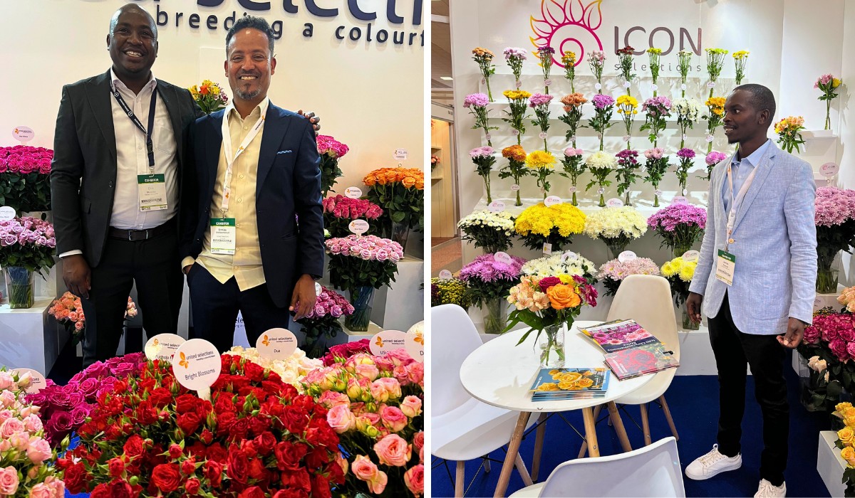 Meet Breeders United Selections, K&ouml;nst Alstroemeria and Icon Selections at Their Joint Stand B5.01 at the IFTEX 2026.