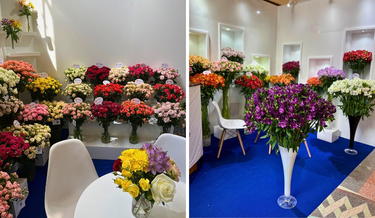 Meet Breeders United Selections, K&ouml;nst Alstroemeria and Icon Selections at Their Joint Stand B5.01 at the IFTEX 2026.