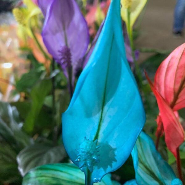 Colorful Spathyphyllum - photo by Bom Jesus Floricultura 