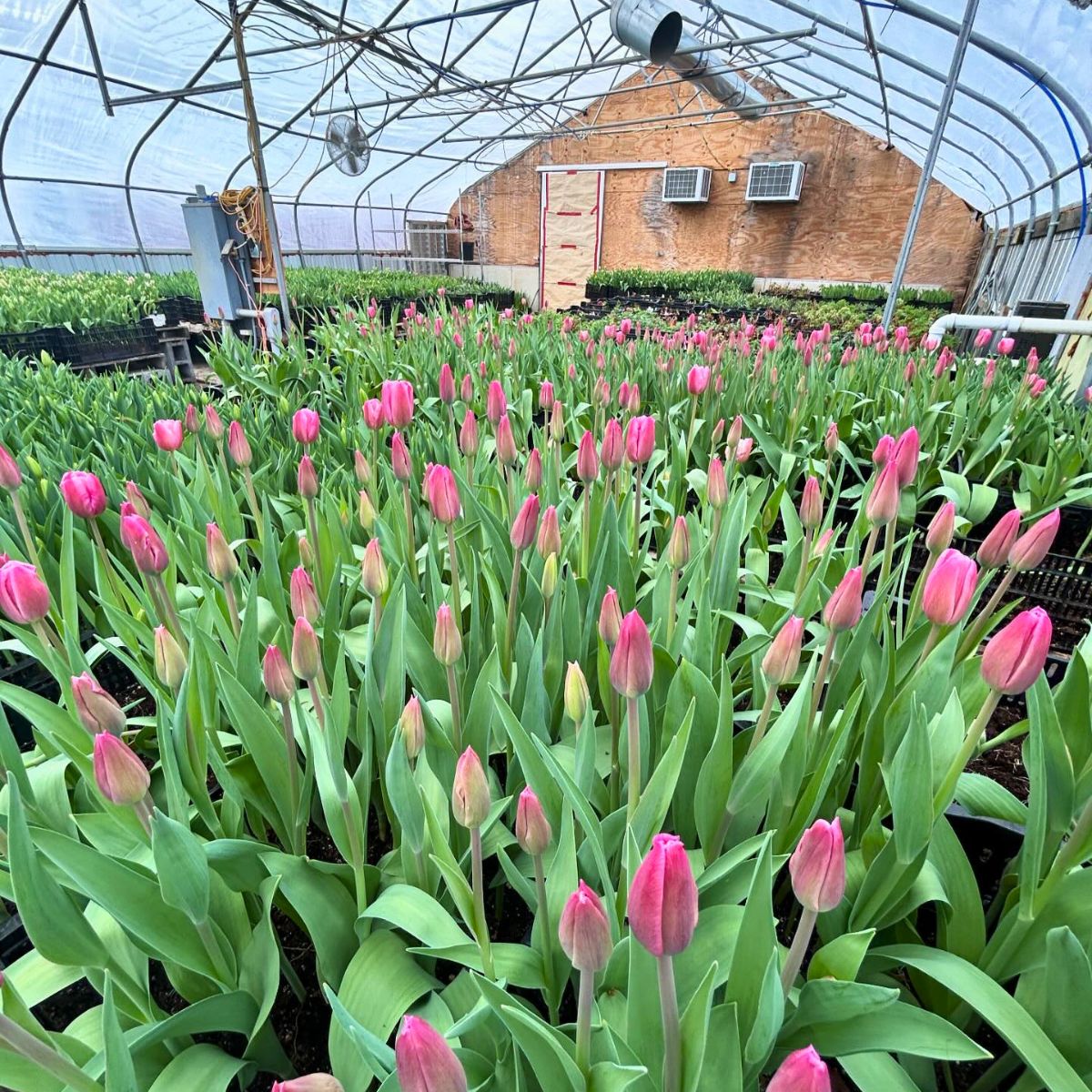 Greenhouse feature image