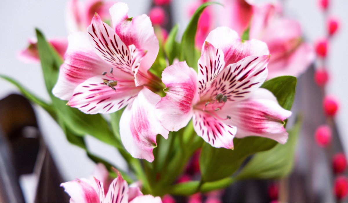 Floral Designer Anna Loshakova Creates Exquisite Interior Designs With Premium Alstroemeria Varieties From Miss Alstroemeria.