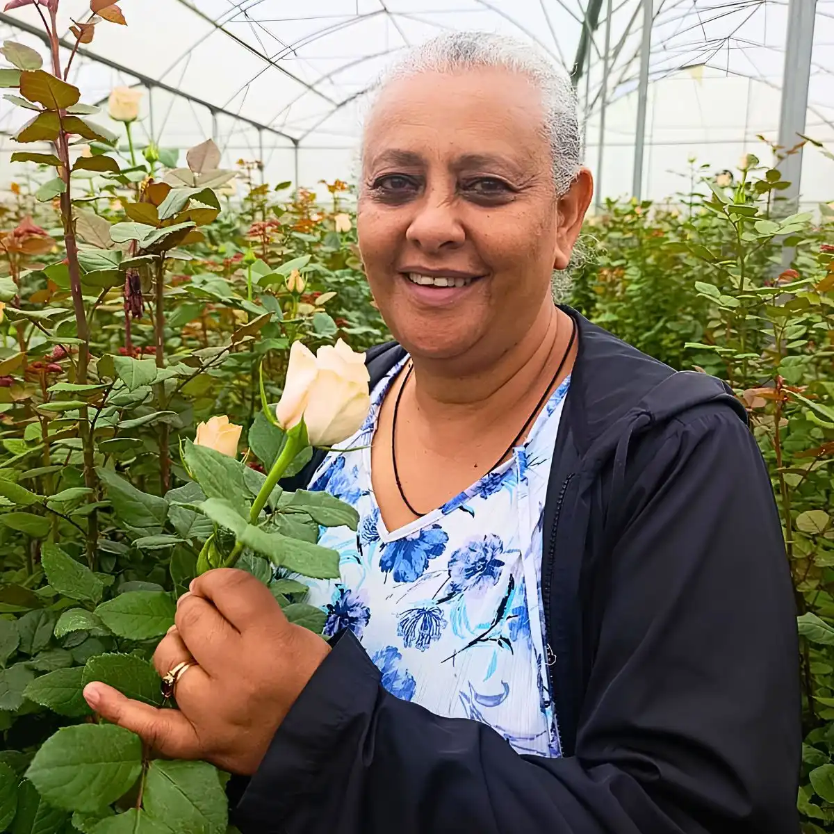 How Lafto Roses Aligns Rose Growing With Market Demand