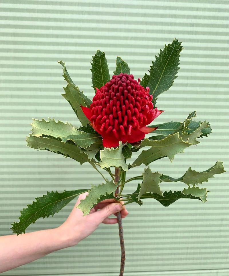 The Waratah is the Perfect Addition to This Season's Floral Designs001