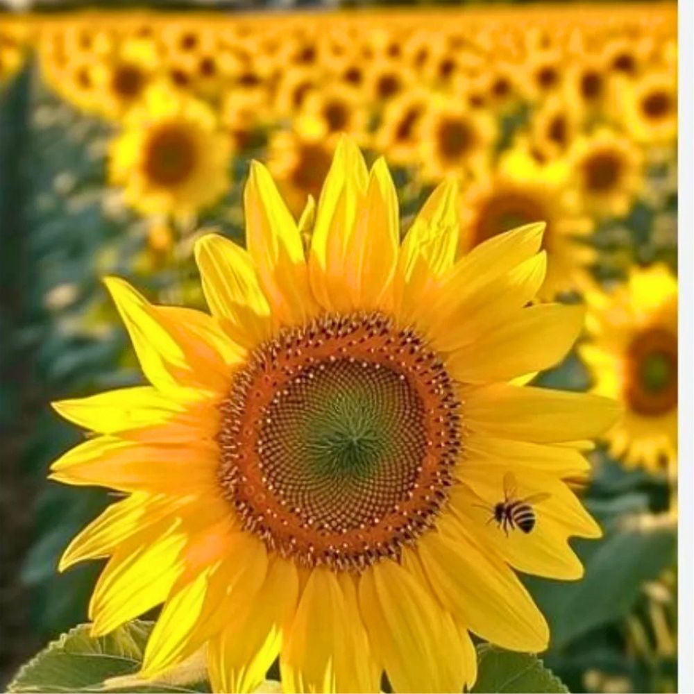 Friendship flowers