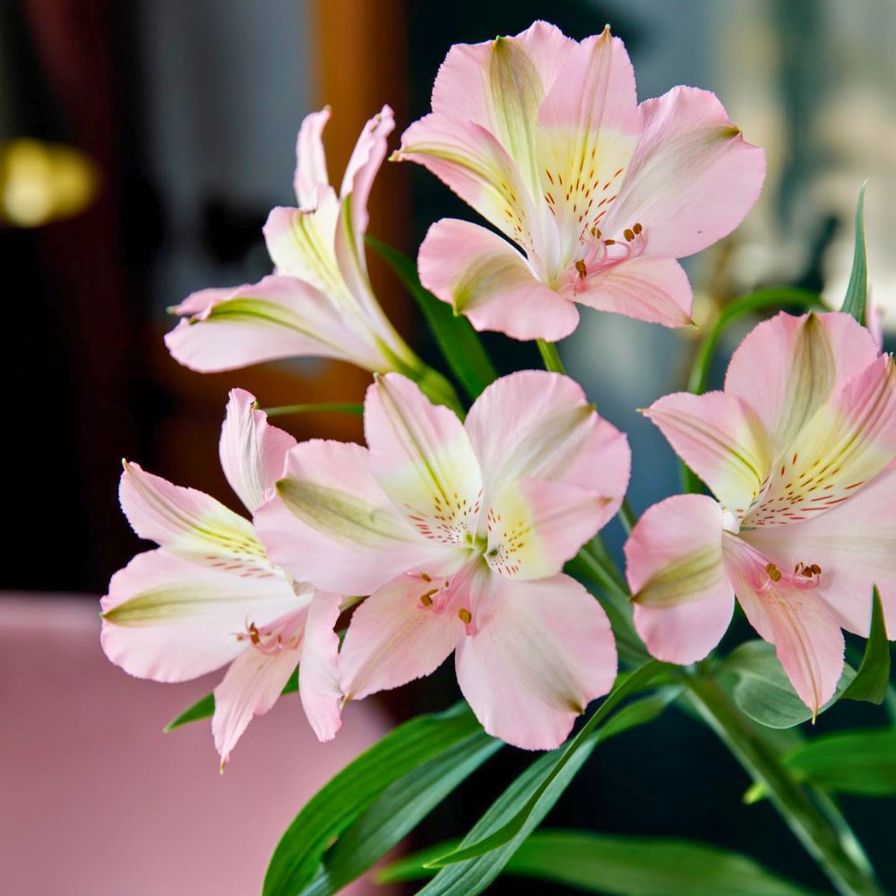 Friendship flowers