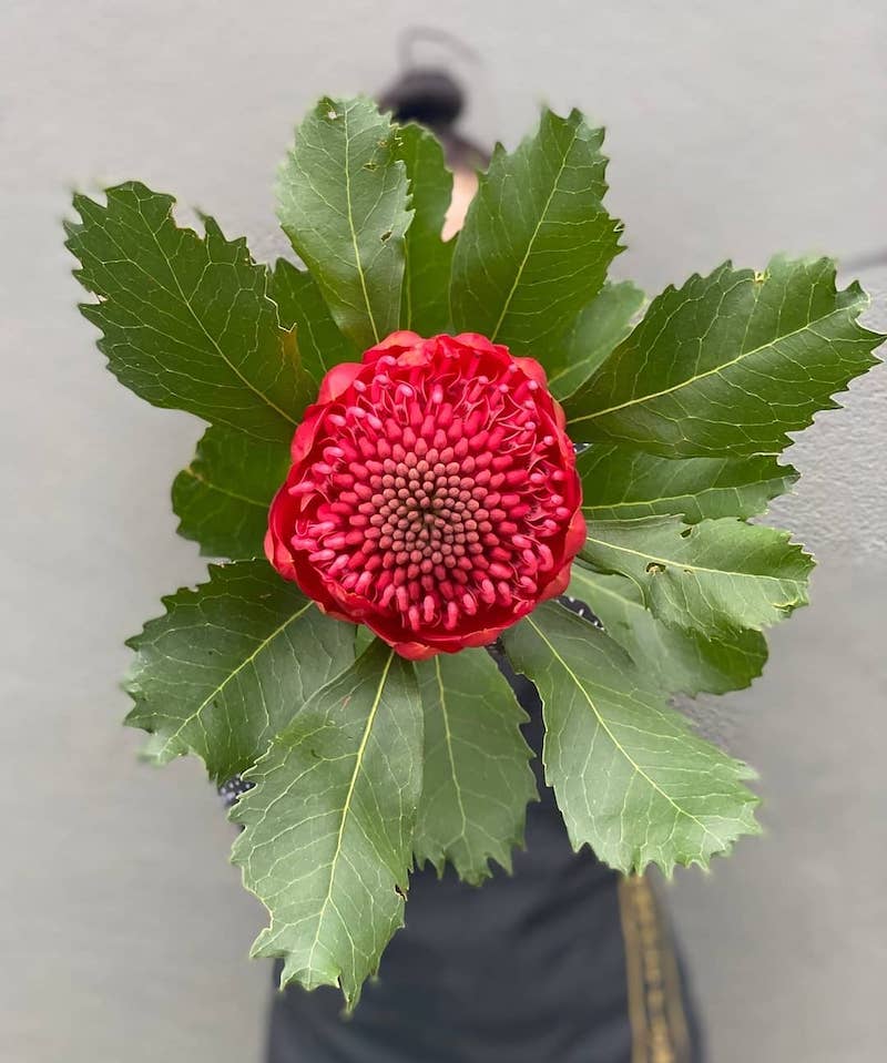 The Waratah is the Perfect Addition to This Season's Floral Designs003