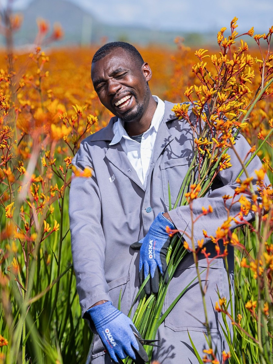 De Ruiter East Africa, Exceptional Africalla, Imani Flowers and Growtech Flowers&rsquo; Kangaroo Paw Collective Initiative to Put Anigozanthos Back Into the Floral Trade Scene.