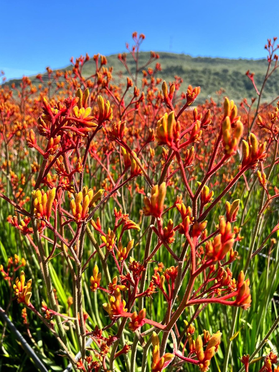 De Ruiter East Africa, Exceptional Africalla, Imani Flowers and Growtech Flowers&rsquo; Kangaroo Paw Collective Initiative to Put Anigozanthos Back Into the Floral Trade Scene.